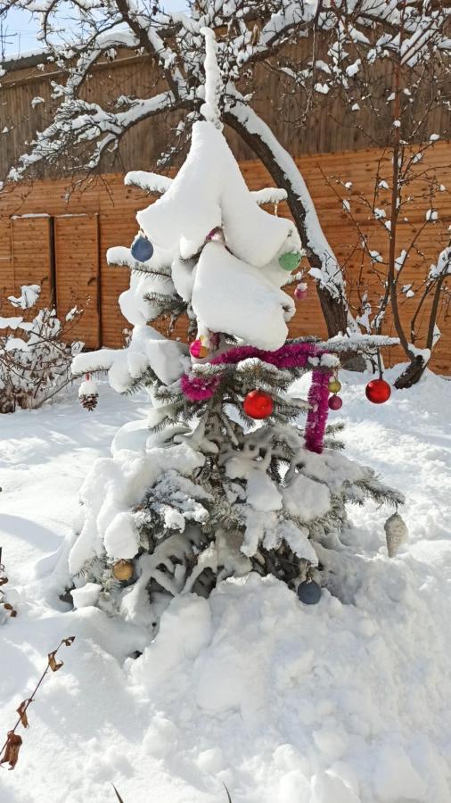 Evergreen Guesthouse Karakol Dış mekan fotoğraf